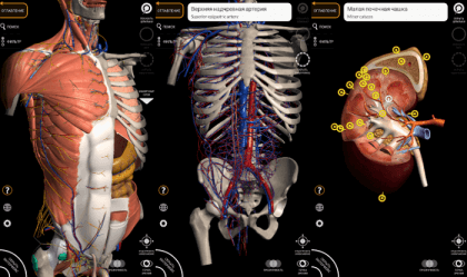 Анатомия человека программа для андроид