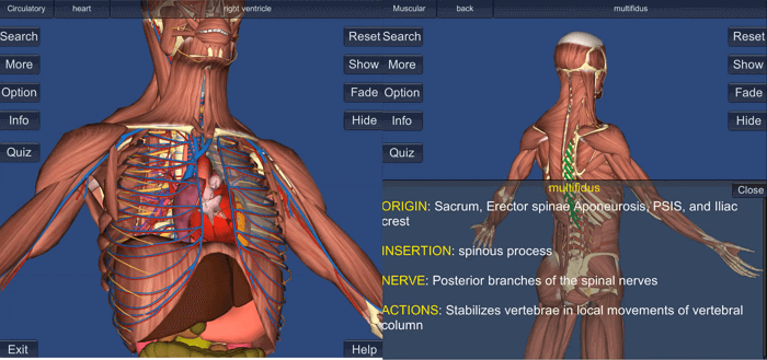 3d bones and organs