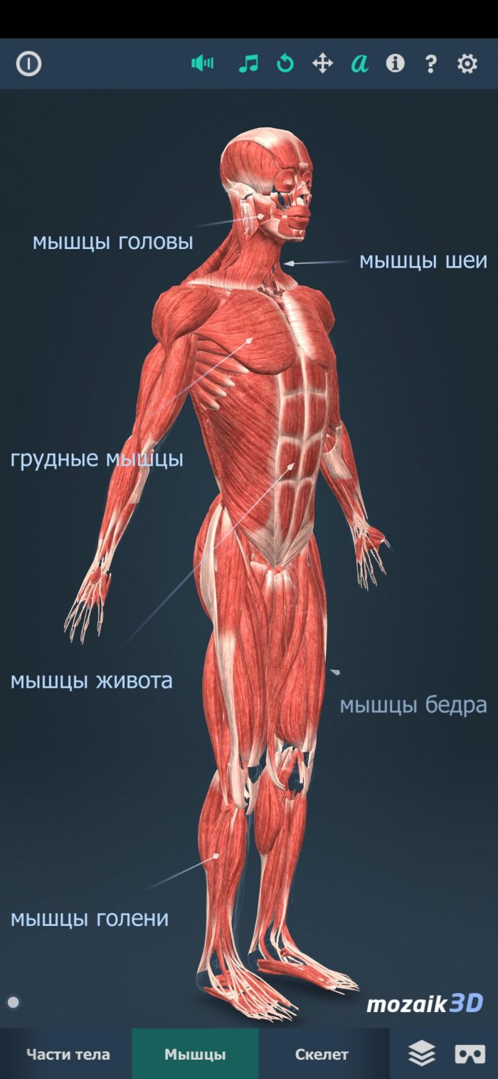 human-body-educational-vr-3d-mishci-700x1517