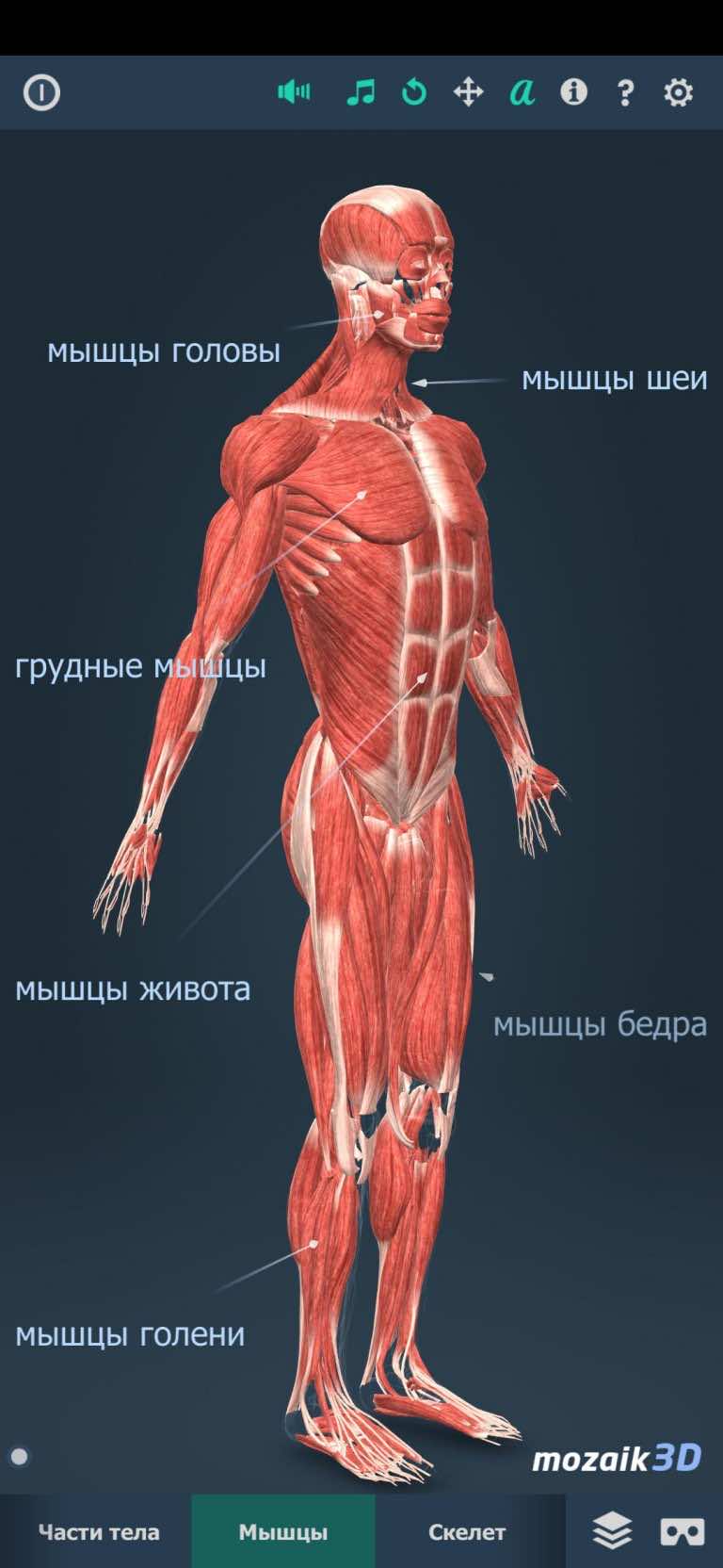 8 лучших приложений по анатомии человека для студентов и школьников