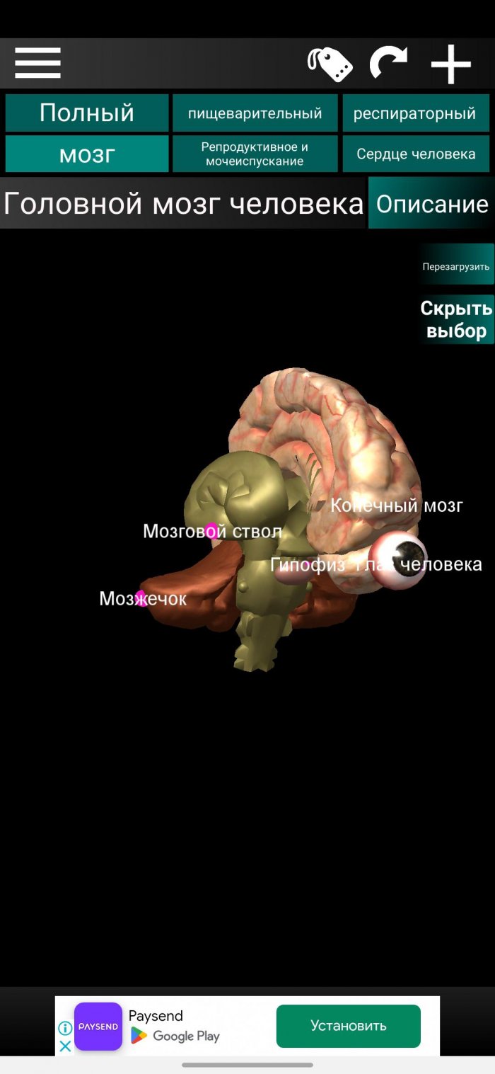 internal-organs-brain-700x1517