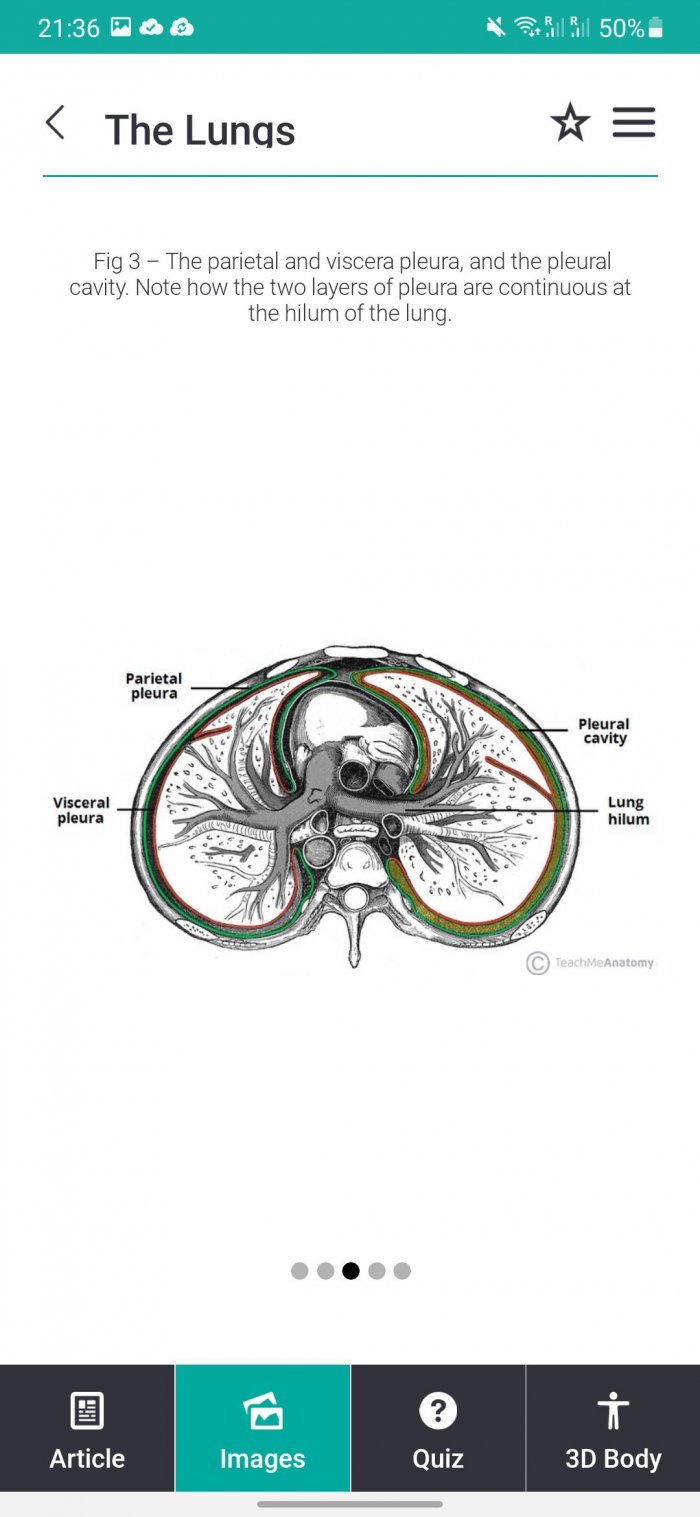 teach-me-anatomy-lungs-image-700x1517