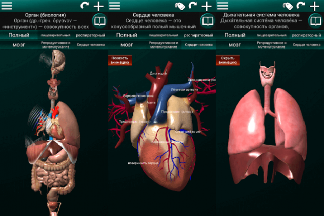 Положение органов человека фото с описанием